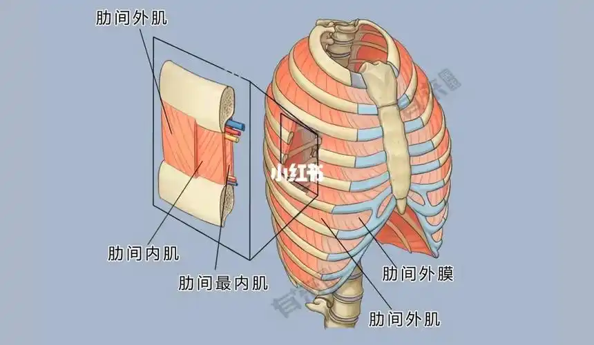 瑜伽/普拉提/运动与解刨/肋间外肌