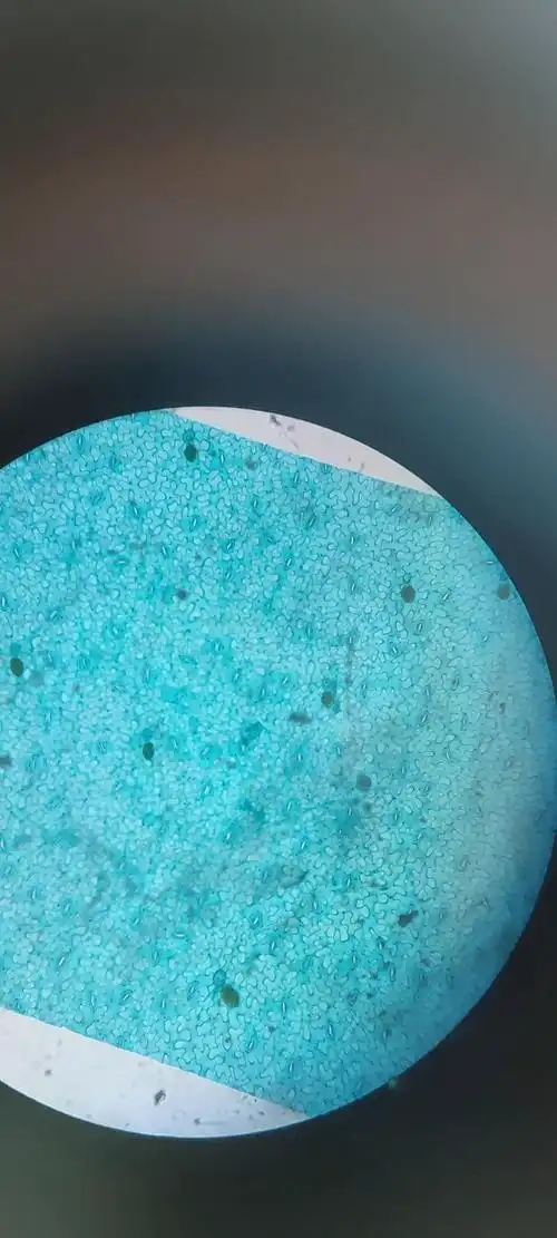 10×41.蚕豆叶下表皮装片一个平平无奇的女大学生月亮离我而去