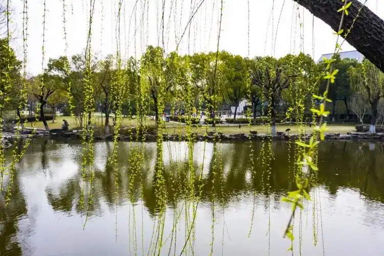 在泗泾公园枝条长软的杨柳袅袅下垂随风飘扬细长的枝条像柔软的绸带