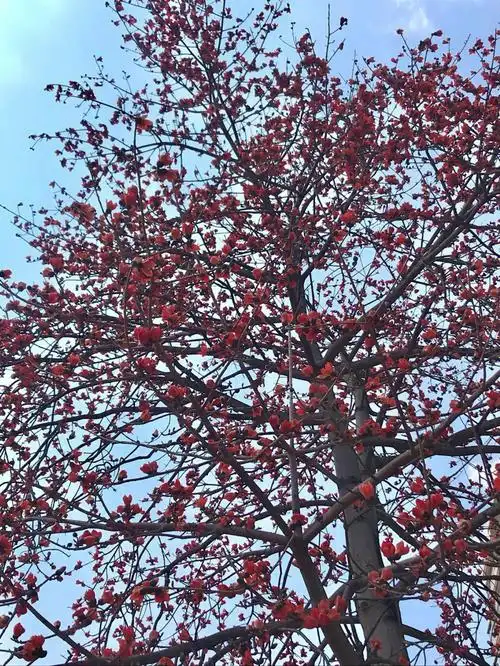 木棉花的季节到啦