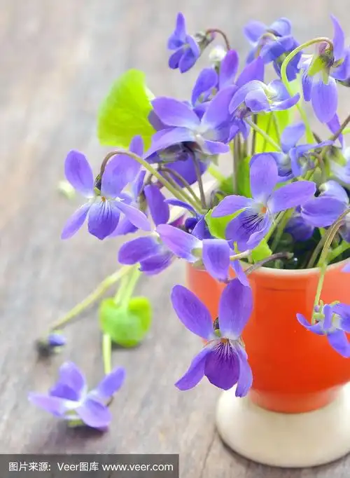 紫罗兰(viola odorata)