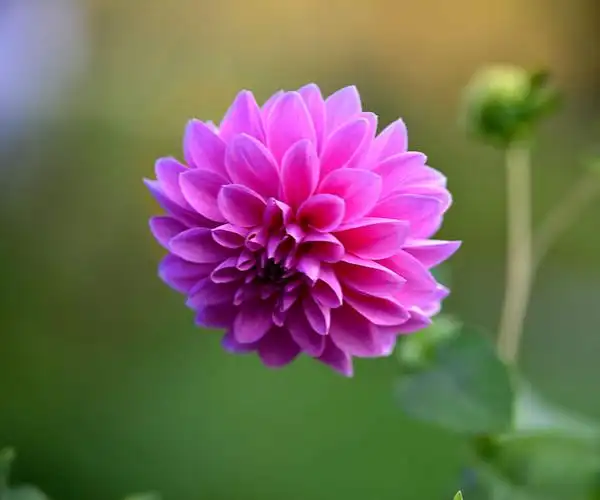 8月29日处女座幸运花是什么