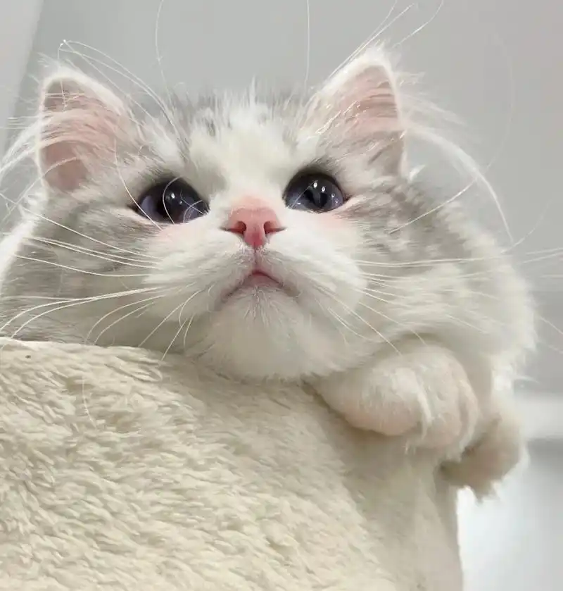 仙女喵喵.#优质头像 #可爱头像 #猫咪头像 #一起换头像  - 抖音