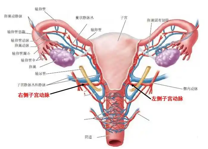 是是非非!子宫图"一往无前"-第2张图片-天正博客