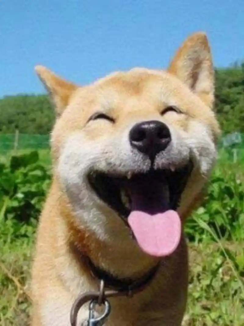 狗狗们治愈系微笑  谁能抵挡柴犬那无比可爱的笑容呢?