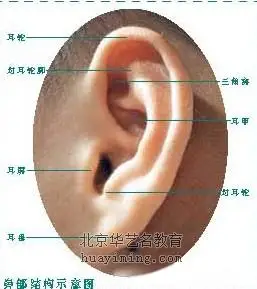 主页 新闻活动 美术教学       耳朵的形状是不规则的壳状, 其轮廓呈c