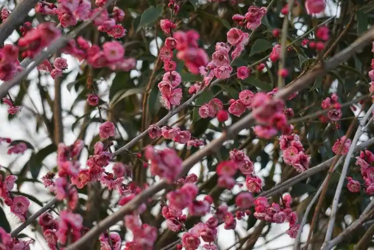 朱砂梅养殖方法和注意事项