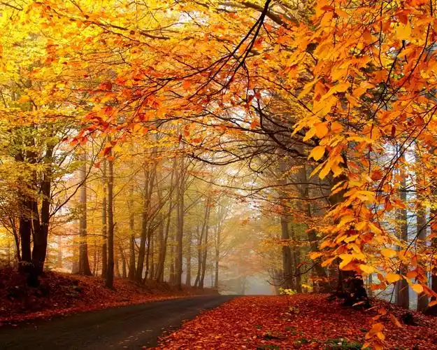 描述: 秋天枫叶树路雾-2016 风景高清壁纸 当前壁纸尺寸: 1280 x 1024