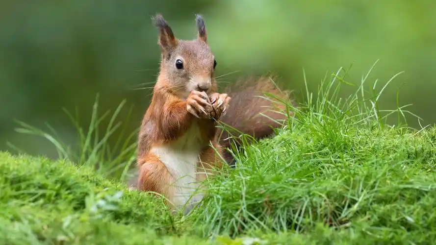 可爱松鼠4k壁纸壁纸(动物静态壁纸) - 静态壁纸下载 - 元气壁纸