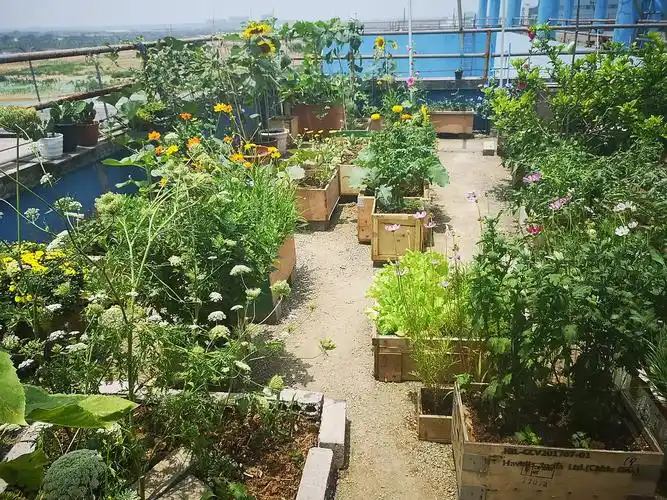 晒晒我的小花园