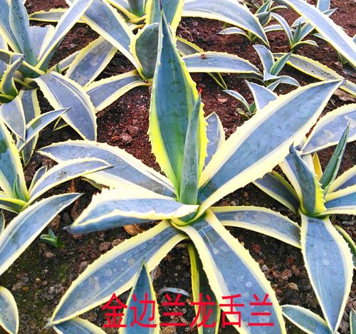 金边莲植物可药用金边兰龙舌兰带刺金边兰龙舌兰苗金边龙舌兰叶片