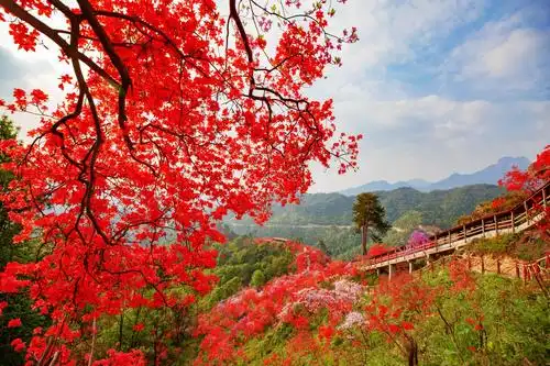 天峡映山红:不负流年不负卿
