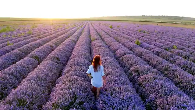 4k走在薰衣草花海穿白裙子的女孩背影视频素材