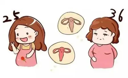 女性的生育能力在什么年龄下降?