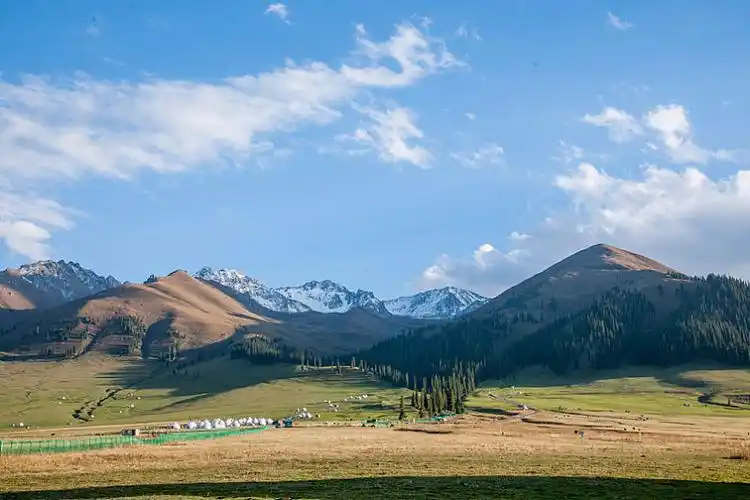 新疆伊犁新源县那拉提草原亚高山草甸的牛羊群_高清图片_全景视觉