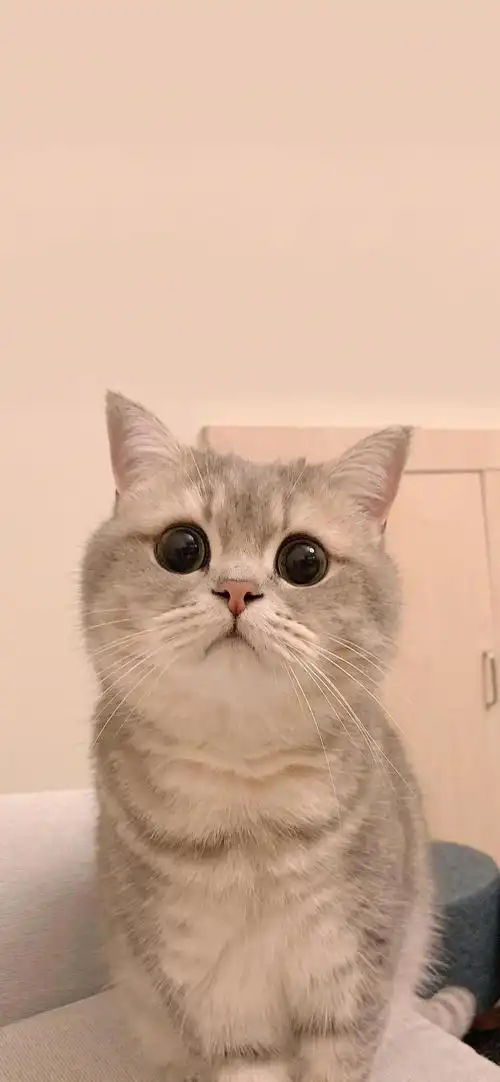 电脑桌面壁纸高清猫咪(猫咪电脑桌面壁纸图片)插图