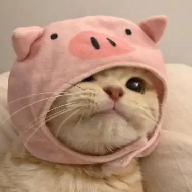 可爱的猫咪头像特别适合女孩子使用的头像图片