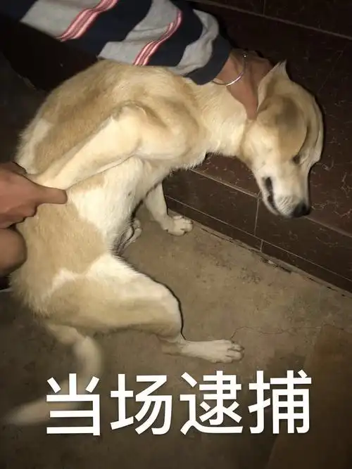 逮捕_逮捕表情包大全_斗图大全