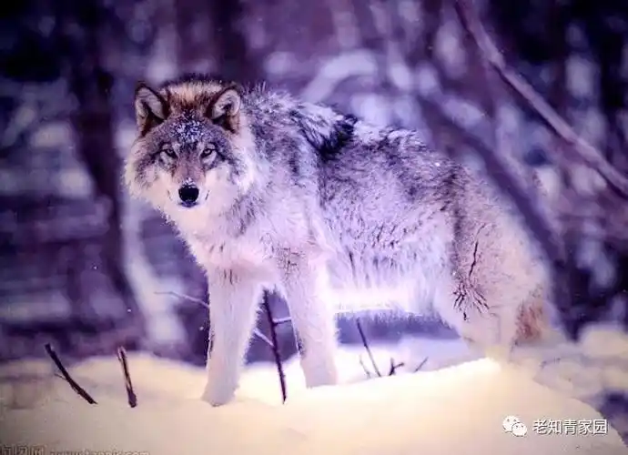 兵团故事(4)夜遇北方孤狼