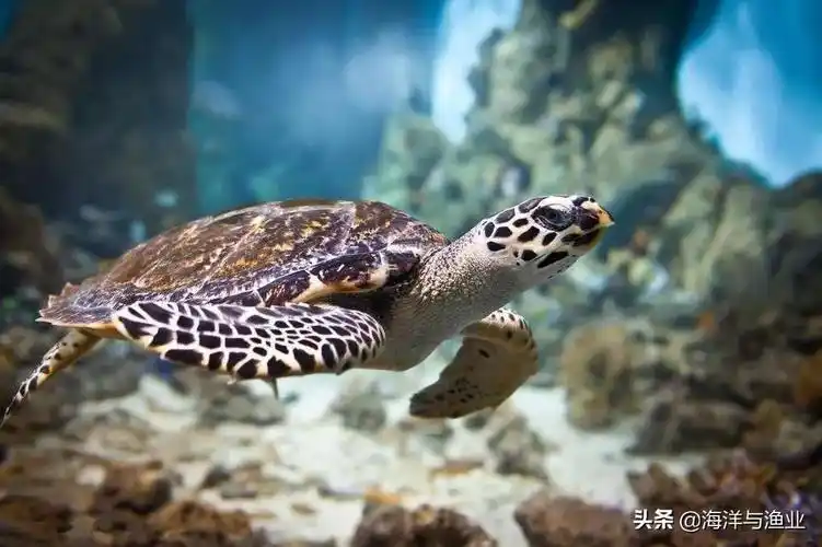 海里100种动物图片及名称(海洋保护动物有哪些)