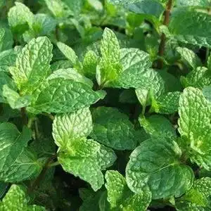 苏格兰薄荷苗价格