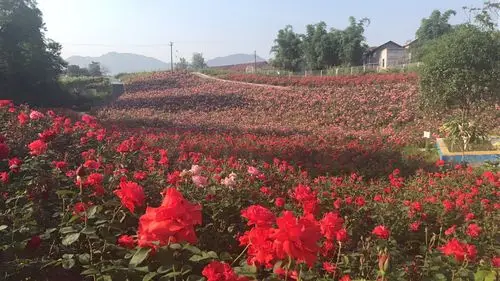 百万玫瑰梦幻花海