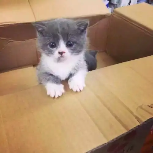 可爱粘人的蓝猫和优雅贵族波斯猫相比,你更喜欢谁?