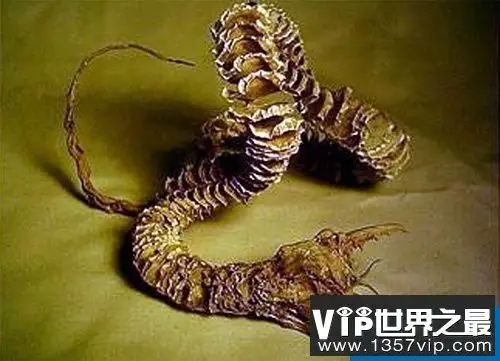 世界上的恐怖奇怪动物盘点 个个超越你的想象
