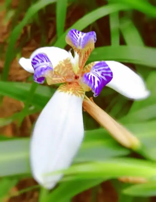 紫色鸢尾花寓意爱意与吉祥