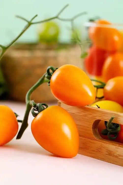 航天蔬菜小西红柿圣女果纯天然美味农家果蔬无公害