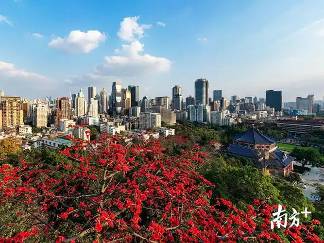 2月13日,广州越秀公园木棉花怒放枝头.陈志强 摄