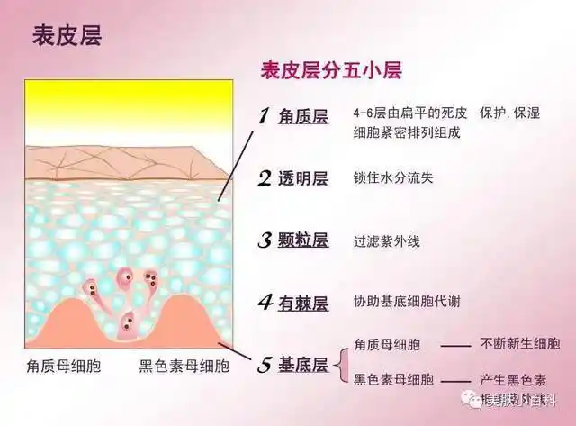 发现皮肤的秘密:皮肤的万里长城——表皮层|角质层|皮脂膜_网易订阅