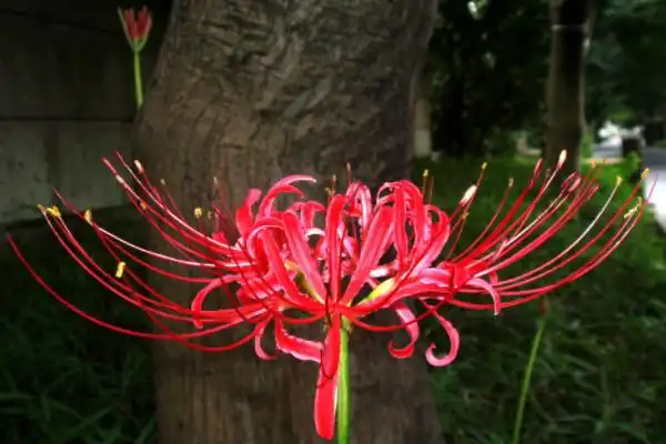 十大死亡之花名称及介绍:彼岸花和罂粟花皆上榜_巴拉排行榜