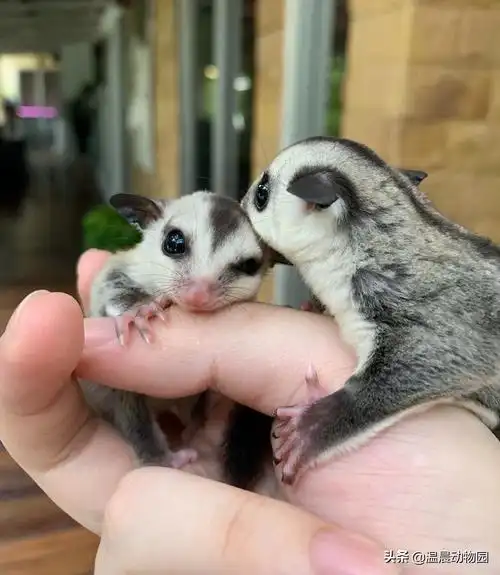 辟谣:蜜袋鼯发出叫声不用在意?不,它们发出的五种声音都有含义