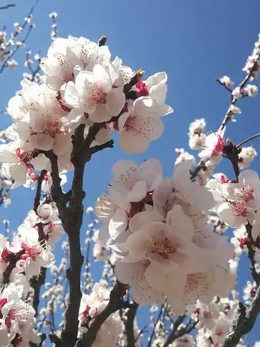 醉美杏花季,畅游古长城