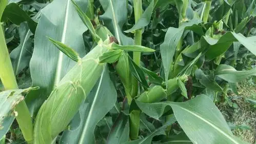 (矮密早)矮杆,密植,早熟,机收玉米新品种通玉1101.