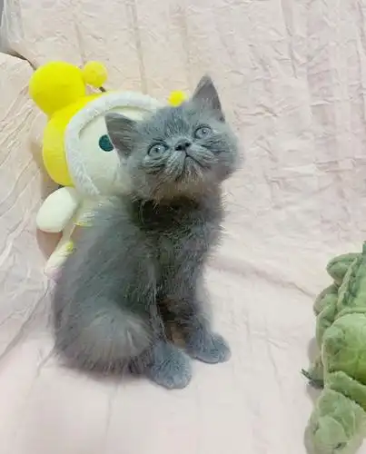 加菲英短混血宝宝找新家啦