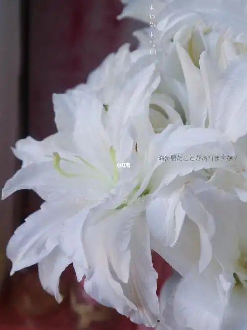 百合冰雪女王重瓣百合