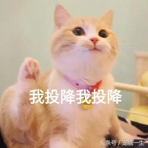 一大波最近很火的猫咪搞笑表情包奉上