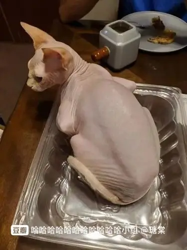 震惊!拔毛母鸡竟是...