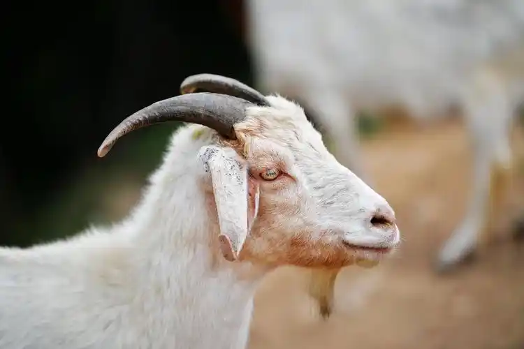 憨态可掬的小山羊,休闲娱乐的好地方!