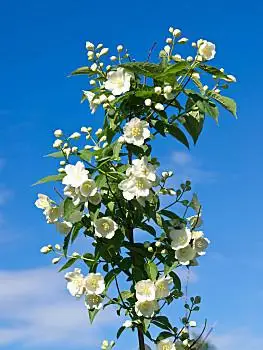 茉莉,茉莉花,蓝天