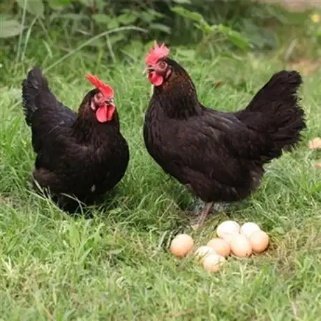 山东黑土鸡苗林下放养散养湖南地区出售正宗