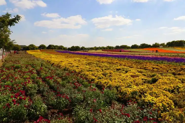 美丽的七彩花海