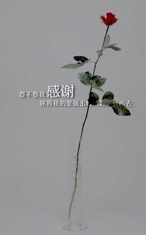 文字图片-最新经典文字图片素材,黄昏在美终要黑夜