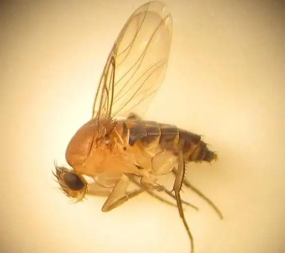 蚤蝇(phoridae)