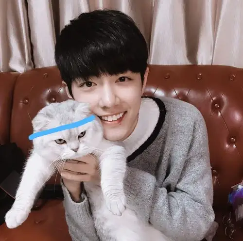 主题:救命,为什么肖战抱的这只猫,越看越像陈情令里的蓝忘机.