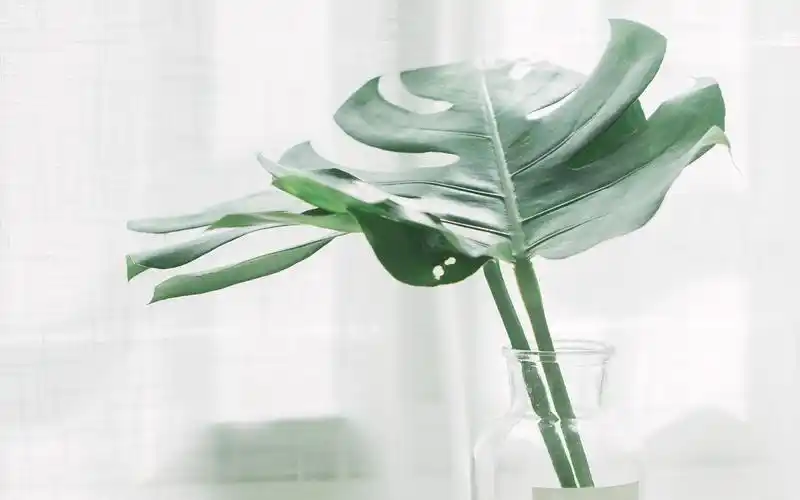 小清新文艺范图片 静物意境唯美图片