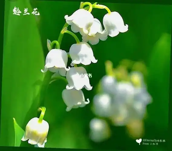 铃兰花花语:"幸福归来"#铃兰花