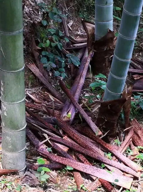 难忘儿时拾过的笋壳叶